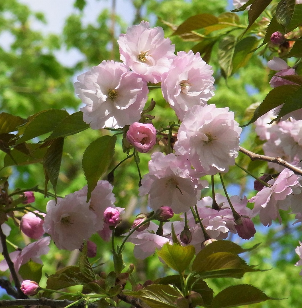 f:id:bibi-kirara:20210515212003j:plain