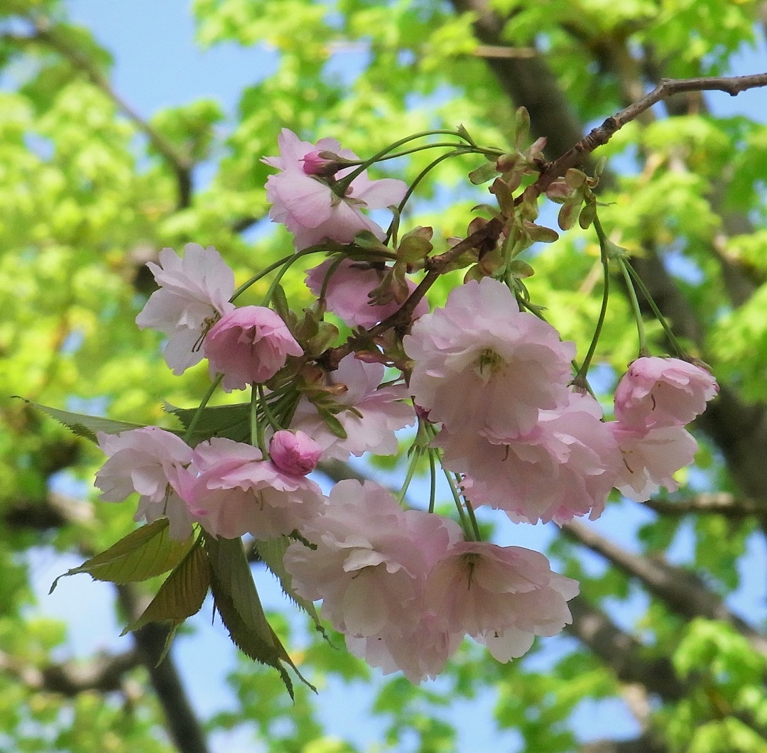 f:id:bibi-kirara:20210515212013j:plain