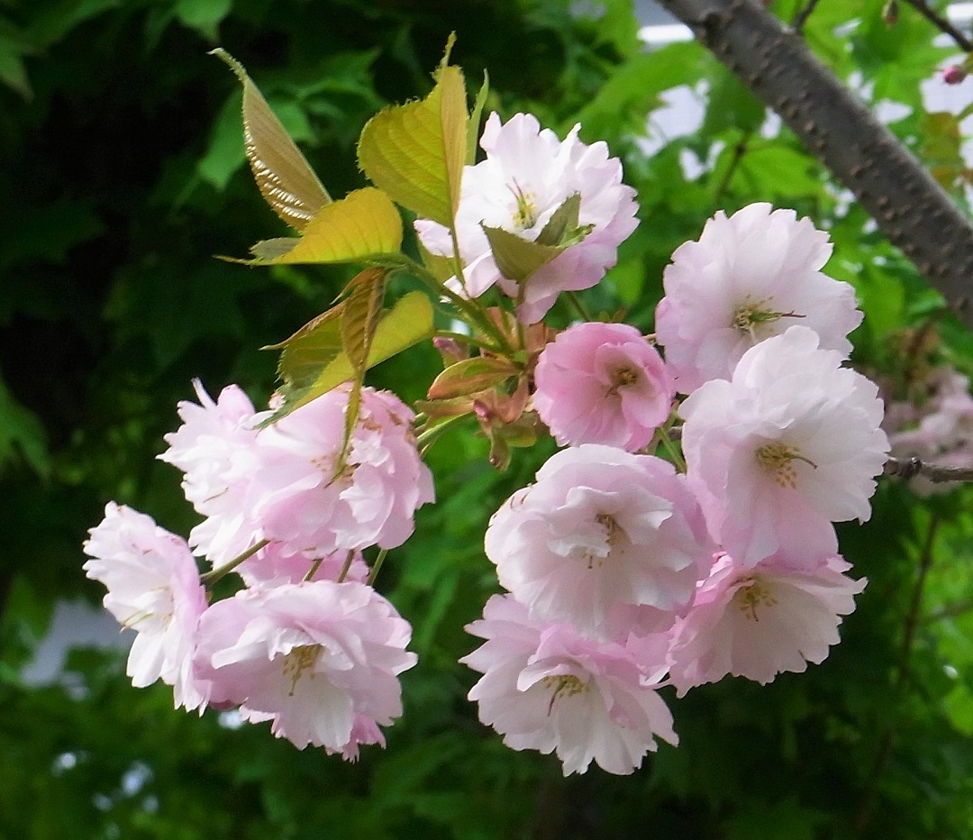 f:id:bibi-kirara:20210515212025j:plain