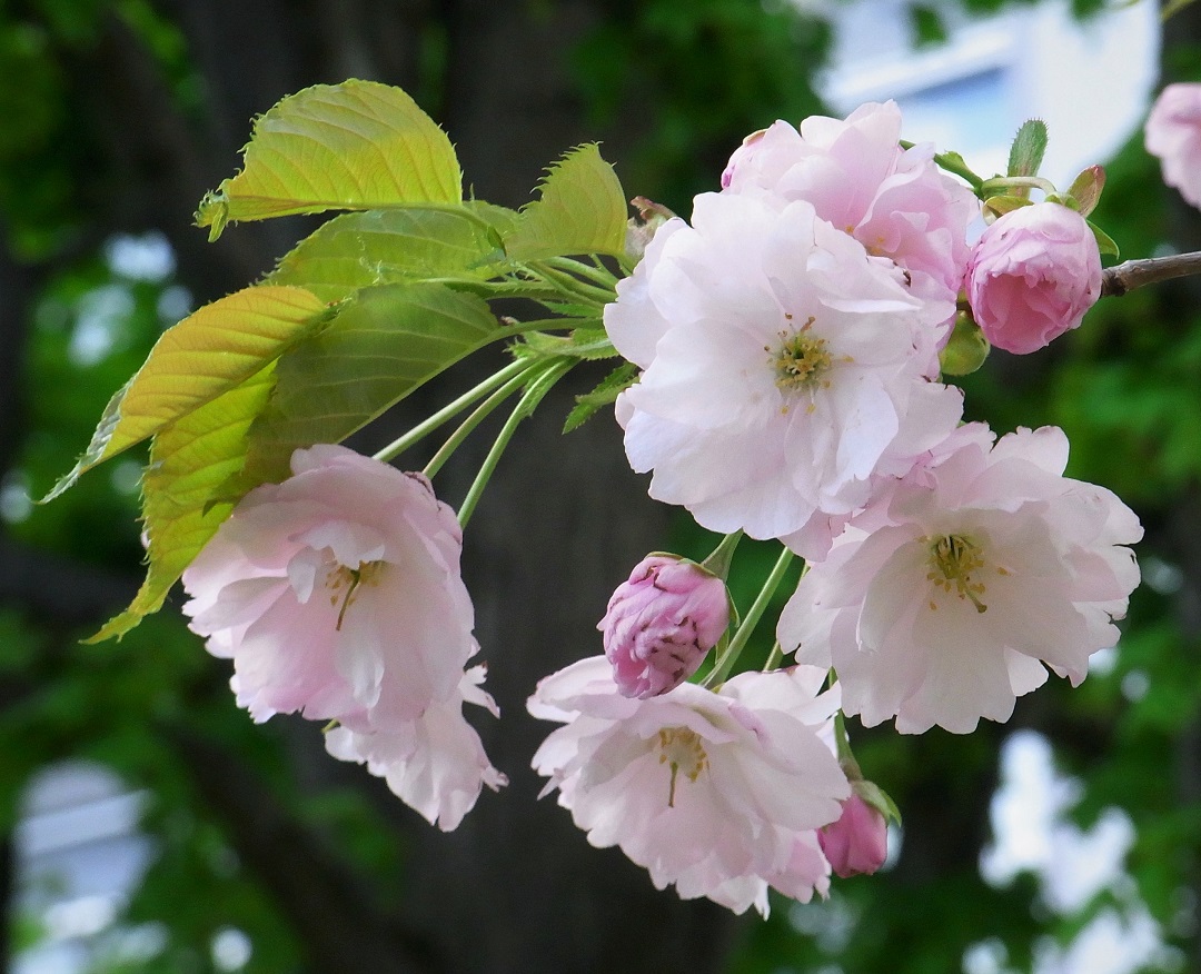 f:id:bibi-kirara:20210515212103j:plain