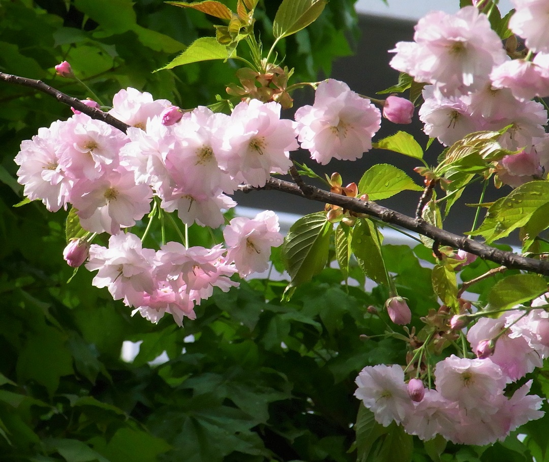 f:id:bibi-kirara:20210515213050j:plain