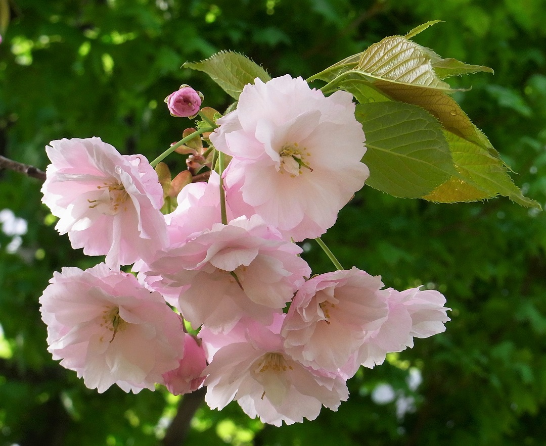 f:id:bibi-kirara:20210515213126j:plain