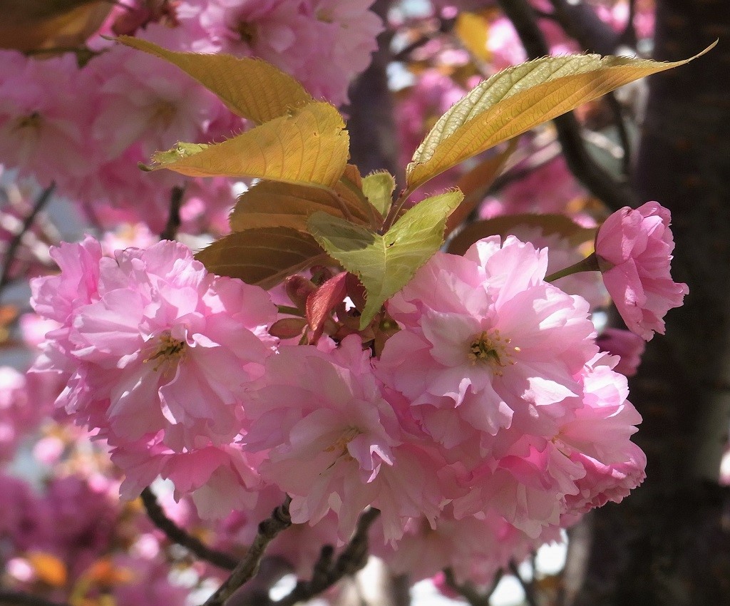 f:id:bibi-kirara:20210516152518j:plain