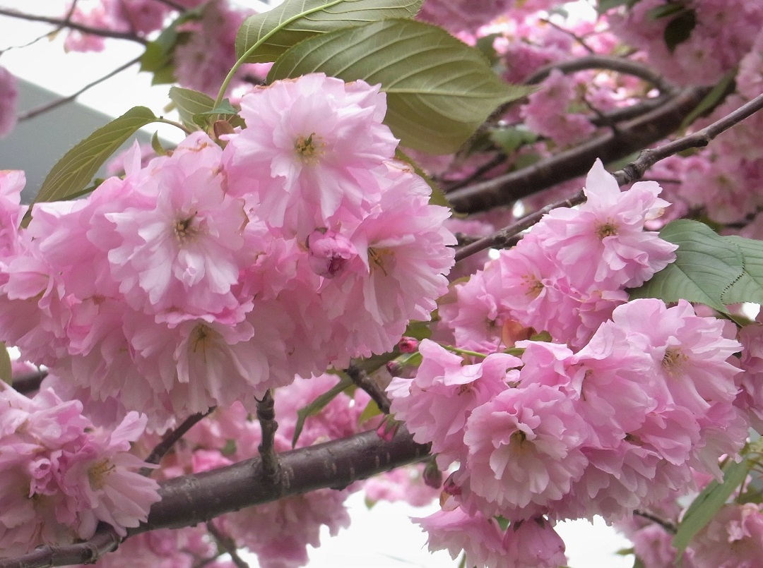 f:id:bibi-kirara:20210517170648j:plain