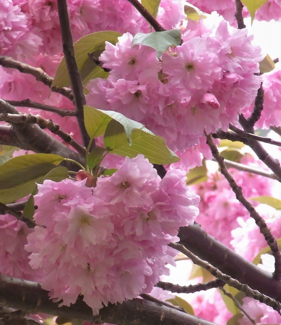 f:id:bibi-kirara:20210517170724j:plain