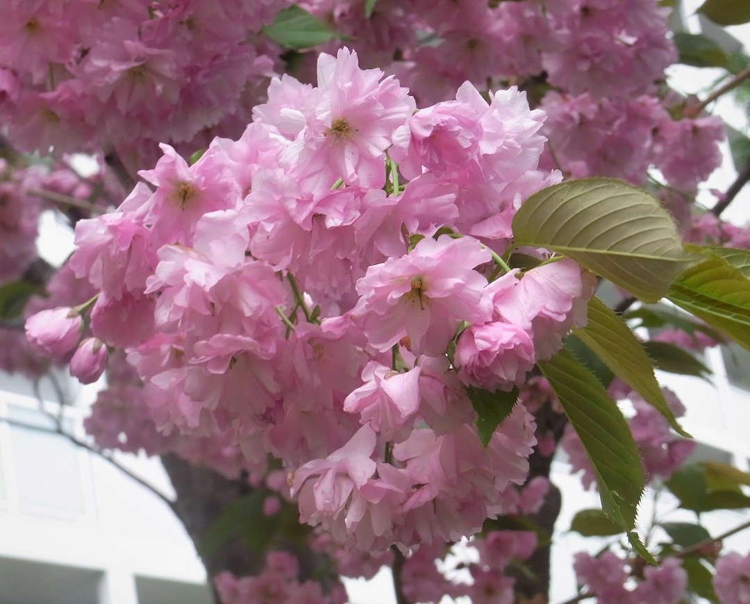 f:id:bibi-kirara:20210517170745j:plain
