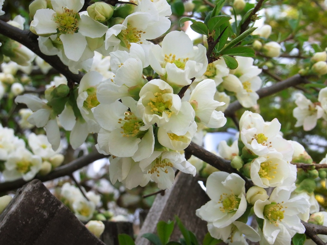f:id:bibi-kirara:20210521135255j:plain