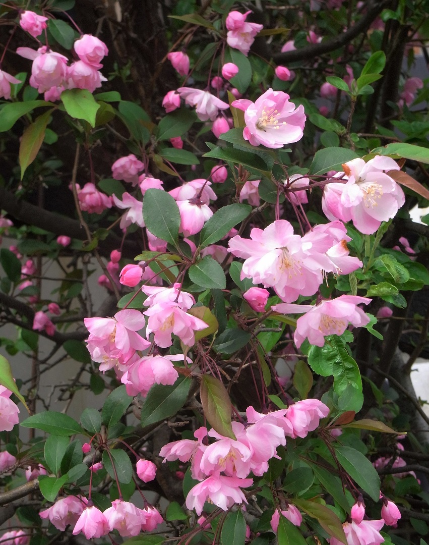 f:id:bibi-kirara:20210523155813j:plain