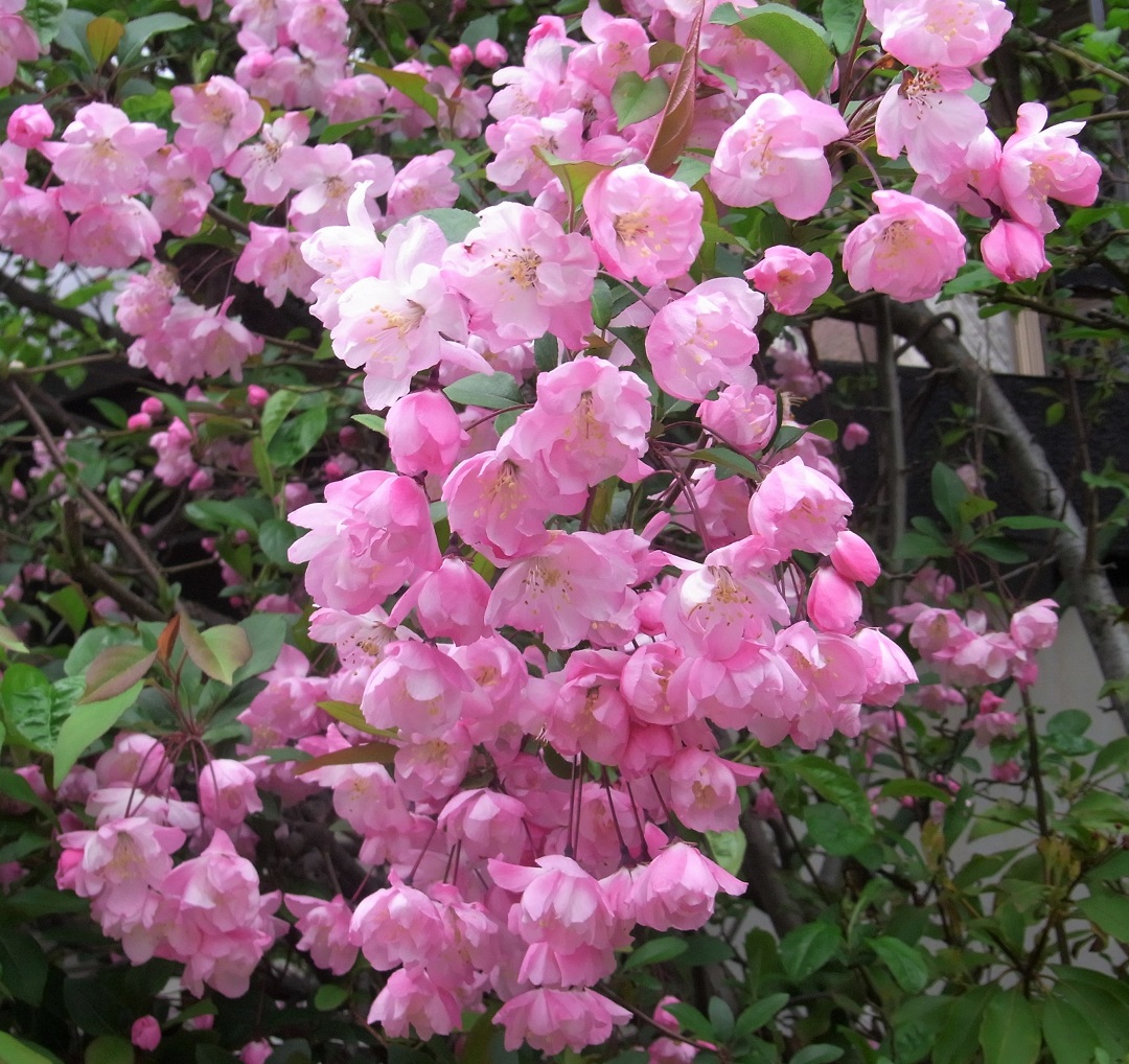 f:id:bibi-kirara:20210523155838j:plain