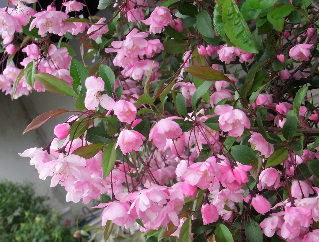 f:id:bibi-kirara:20210523155852j:plain