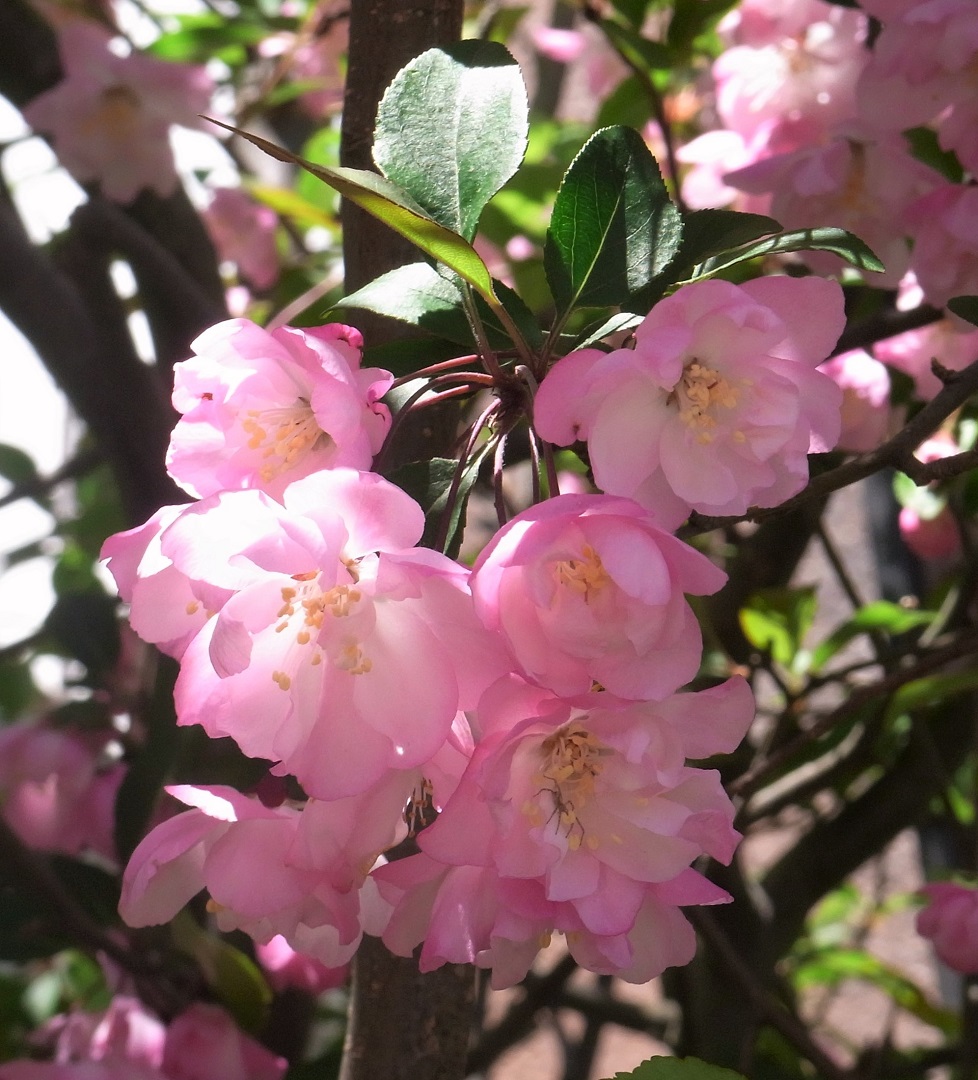 f:id:bibi-kirara:20210523160031j:plain