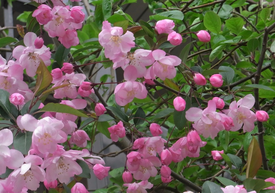 f:id:bibi-kirara:20210523171604j:plain