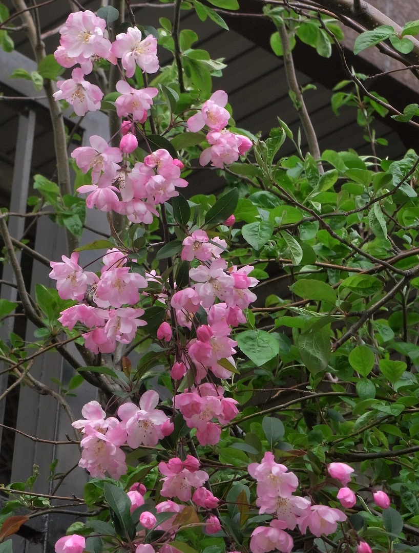 f:id:bibi-kirara:20210523171627j:plain