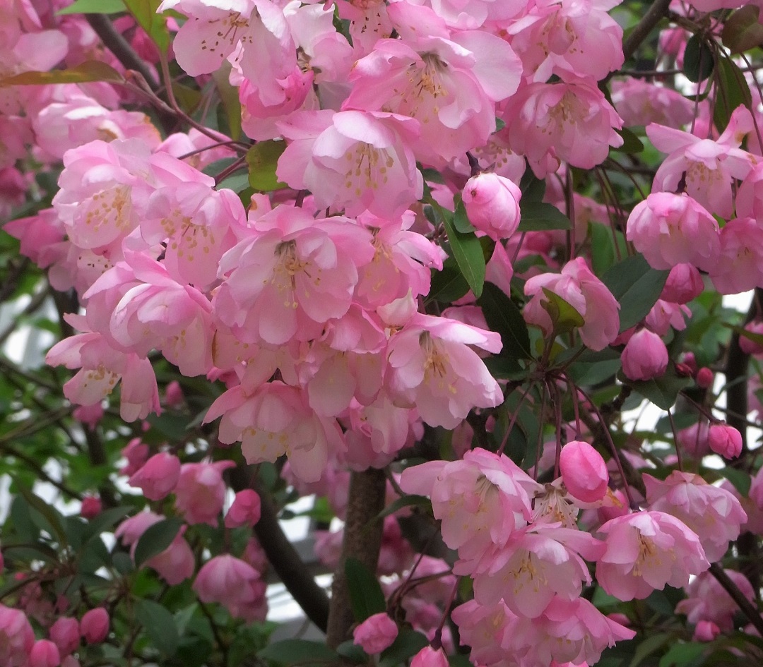 f:id:bibi-kirara:20210523171722j:plain