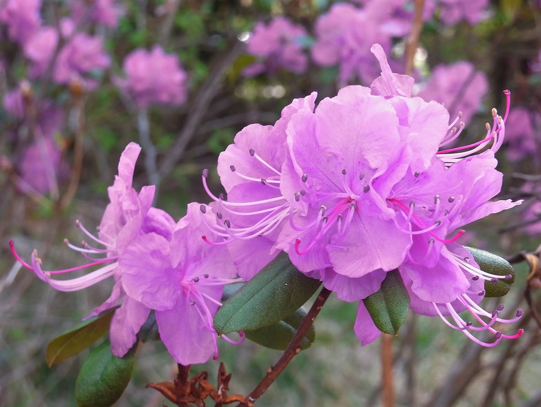 f:id:bibi-kirara:20210524212135j:plain