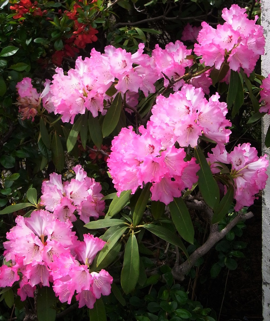 f:id:bibi-kirara:20210526090542j:plain