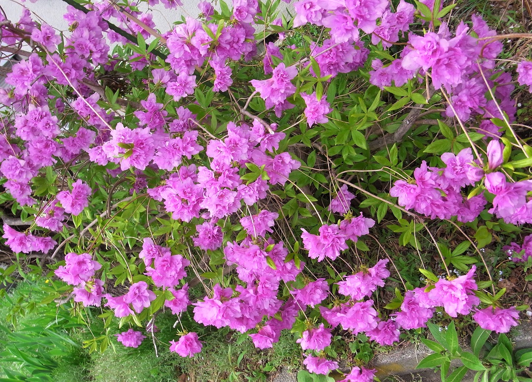 f:id:bibi-kirara:20210526122013j:plain