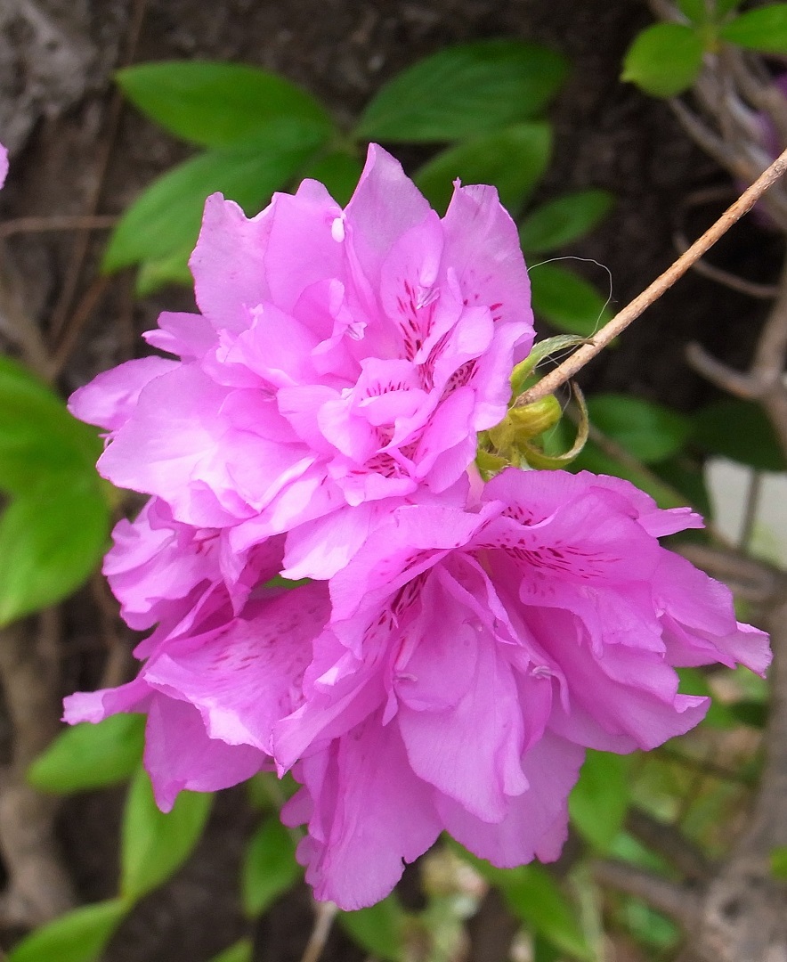 f:id:bibi-kirara:20210526122056j:plain