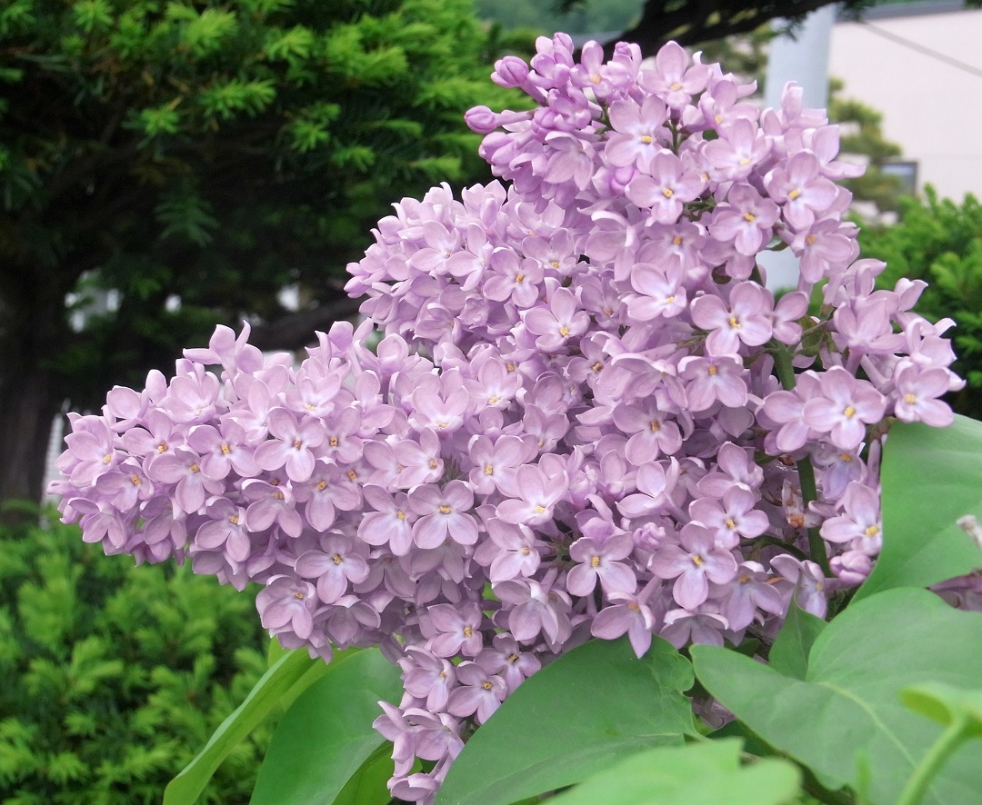 f:id:bibi-kirara:20210527152626j:plain