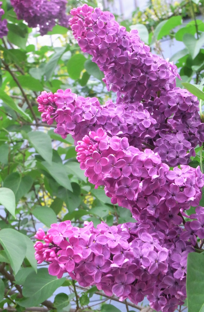 f:id:bibi-kirara:20210527212100j:plain
