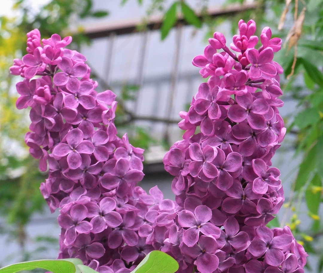 f:id:bibi-kirara:20210527212113j:plain