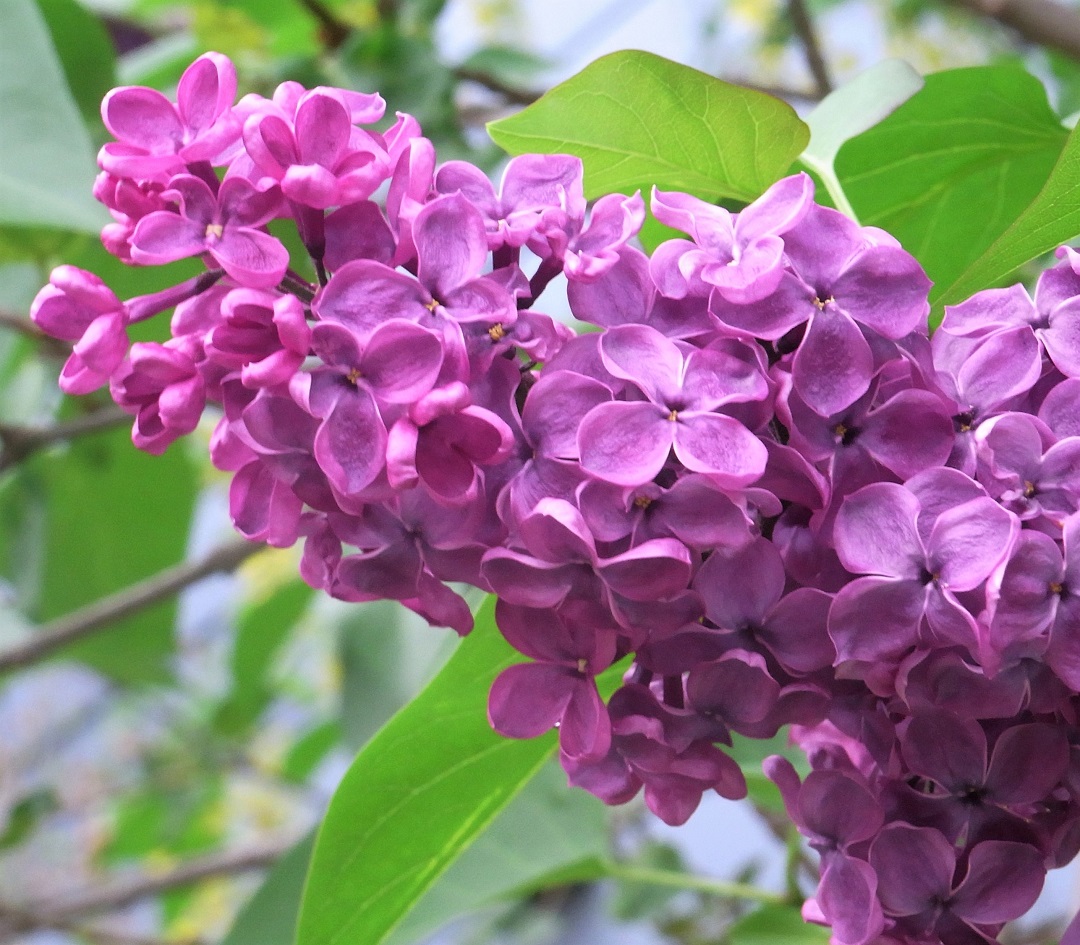 f:id:bibi-kirara:20210527212207j:plain