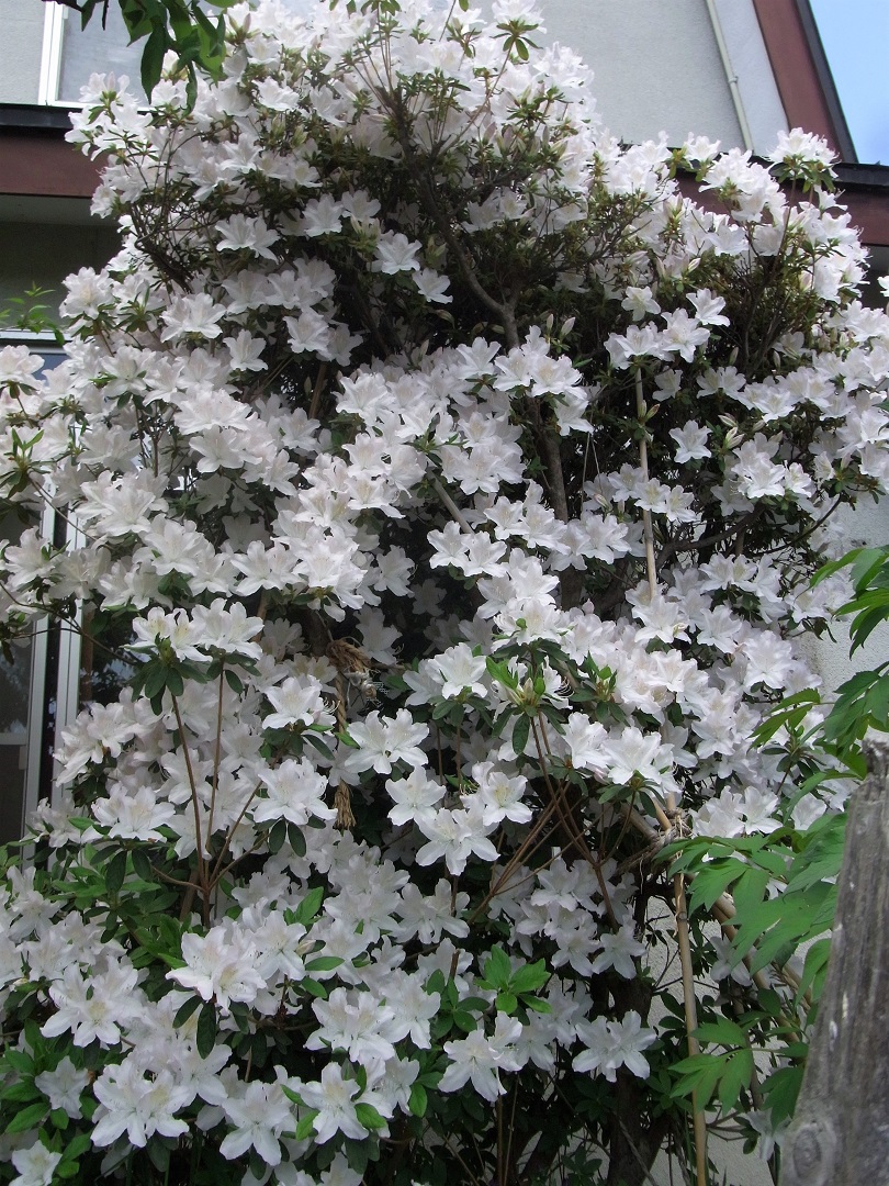 f:id:bibi-kirara:20210529164556j:plain