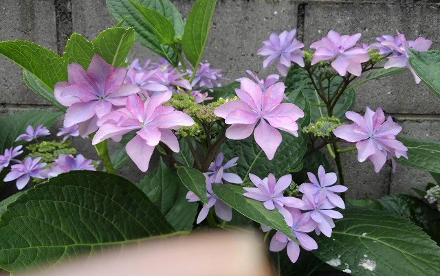 f:id:bibi-kirara:20210530093352j:plain