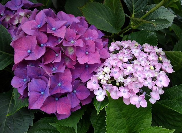 f:id:bibi-kirara:20210530093410j:plain