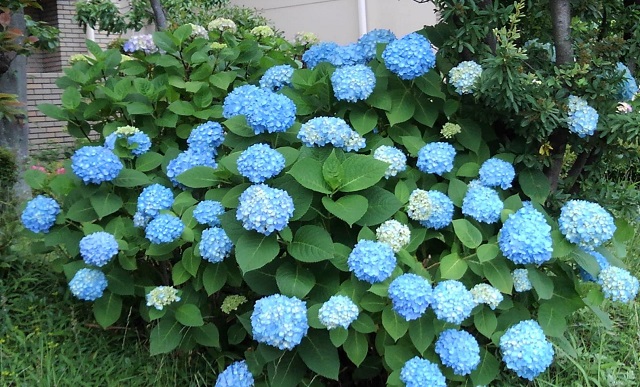 f:id:bibi-kirara:20210530093523j:plain