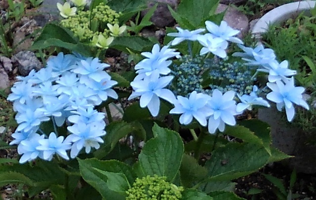 f:id:bibi-kirara:20210530093615j:plain