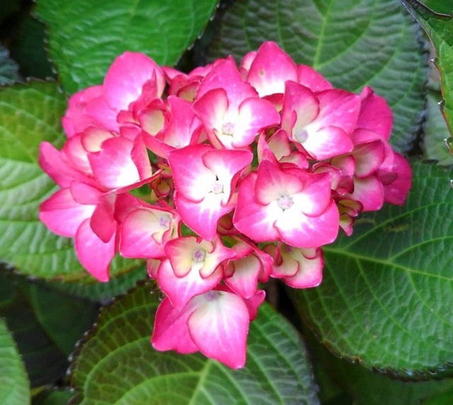 f:id:bibi-kirara:20210530093716j:plain