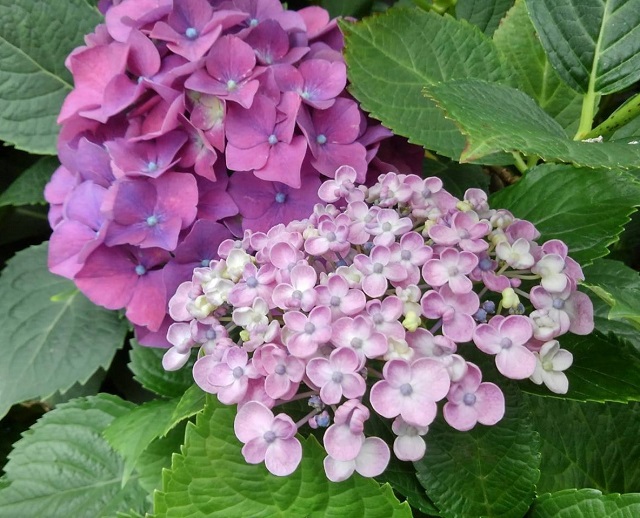 f:id:bibi-kirara:20210530093739j:plain