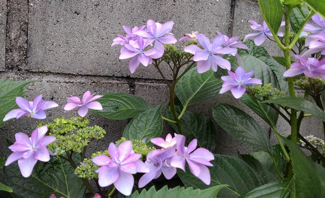 f:id:bibi-kirara:20210530093842j:plain