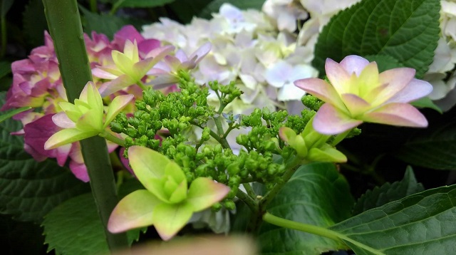 f:id:bibi-kirara:20210530093857j:plain