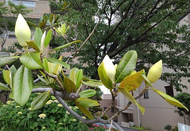 f:id:bibi-kirara:20210530124334j:plain