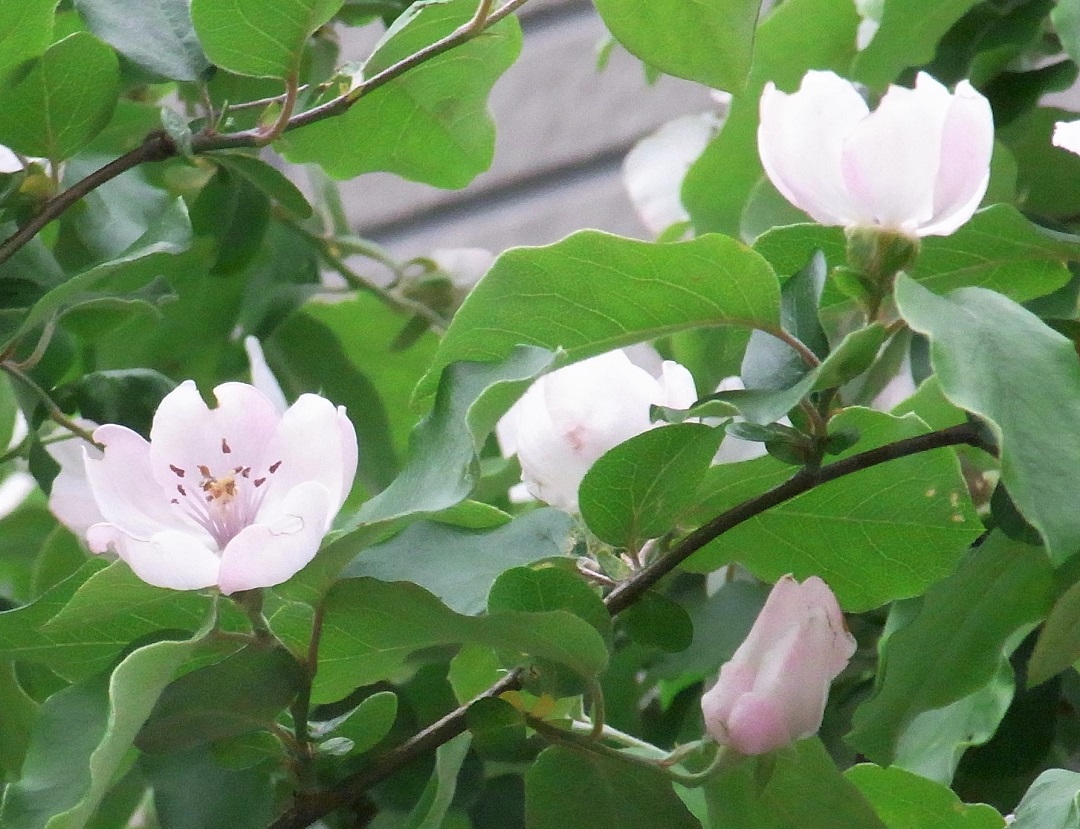 f:id:bibi-kirara:20210602171402j:plain