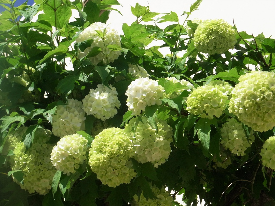 f:id:bibi-kirara:20210604165629j:plain