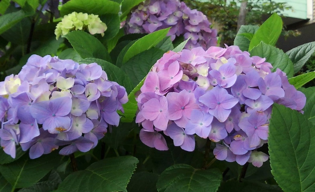 f:id:bibi-kirara:20210607161341j:plain