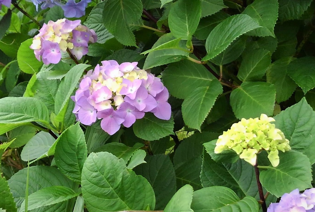 f:id:bibi-kirara:20210607161349j:plain
