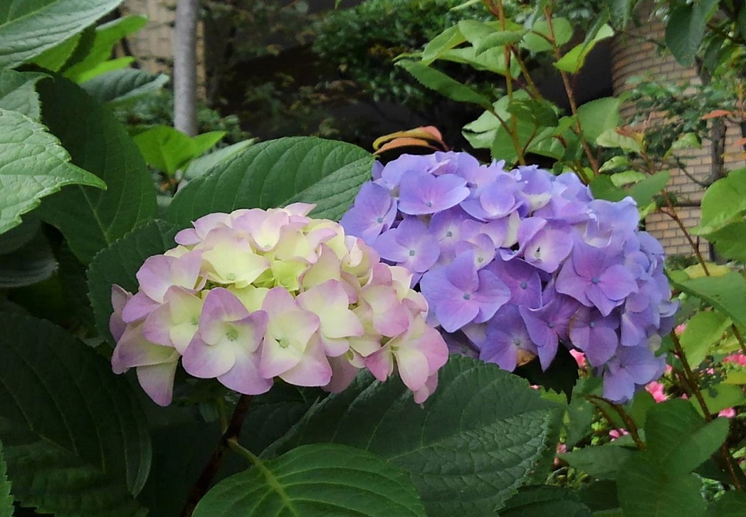 f:id:bibi-kirara:20210607161359j:plain