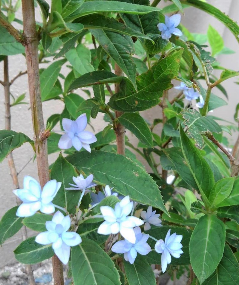 f:id:bibi-kirara:20210607161444j:plain