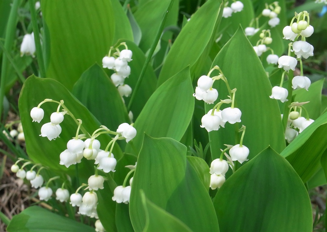 f:id:bibi-kirara:20210607175603j:plain