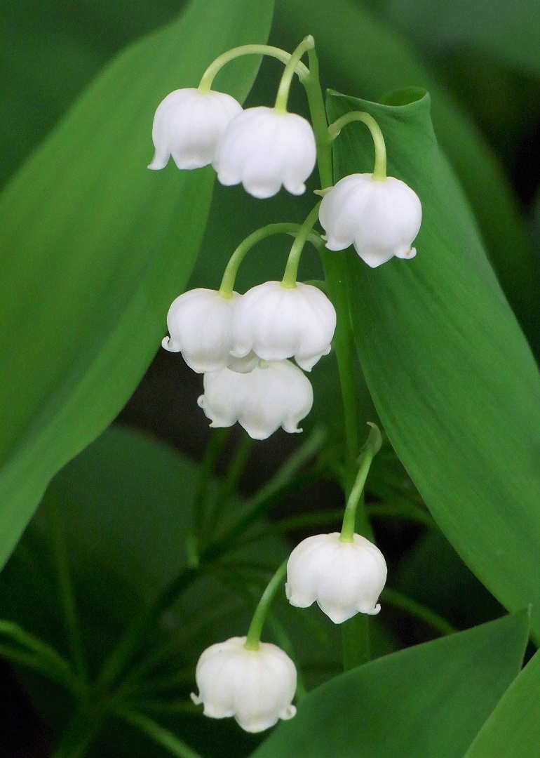 f:id:bibi-kirara:20210607180519j:plain