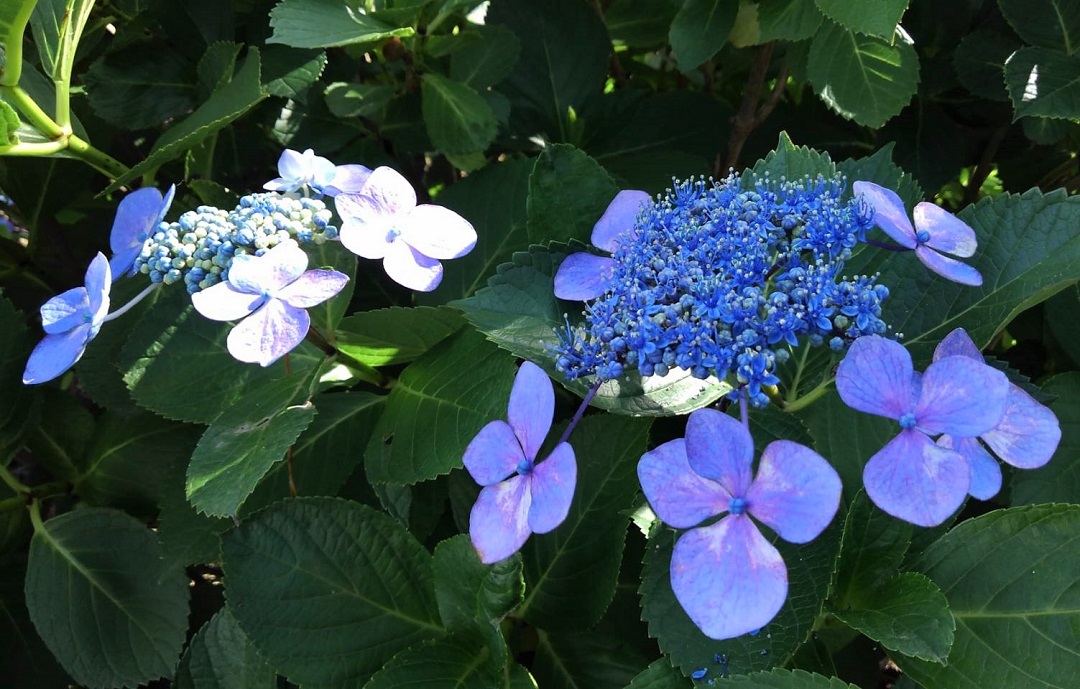 f:id:bibi-kirara:20210607230824j:plain