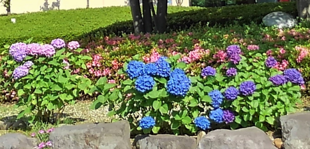 f:id:bibi-kirara:20210607230834j:plain