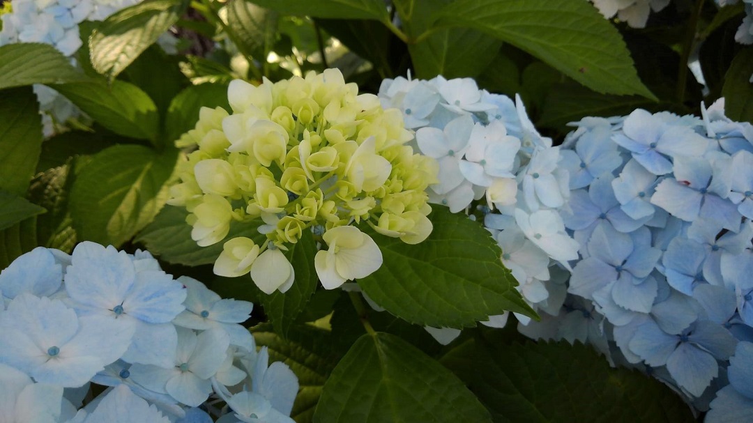 f:id:bibi-kirara:20210607230857j:plain