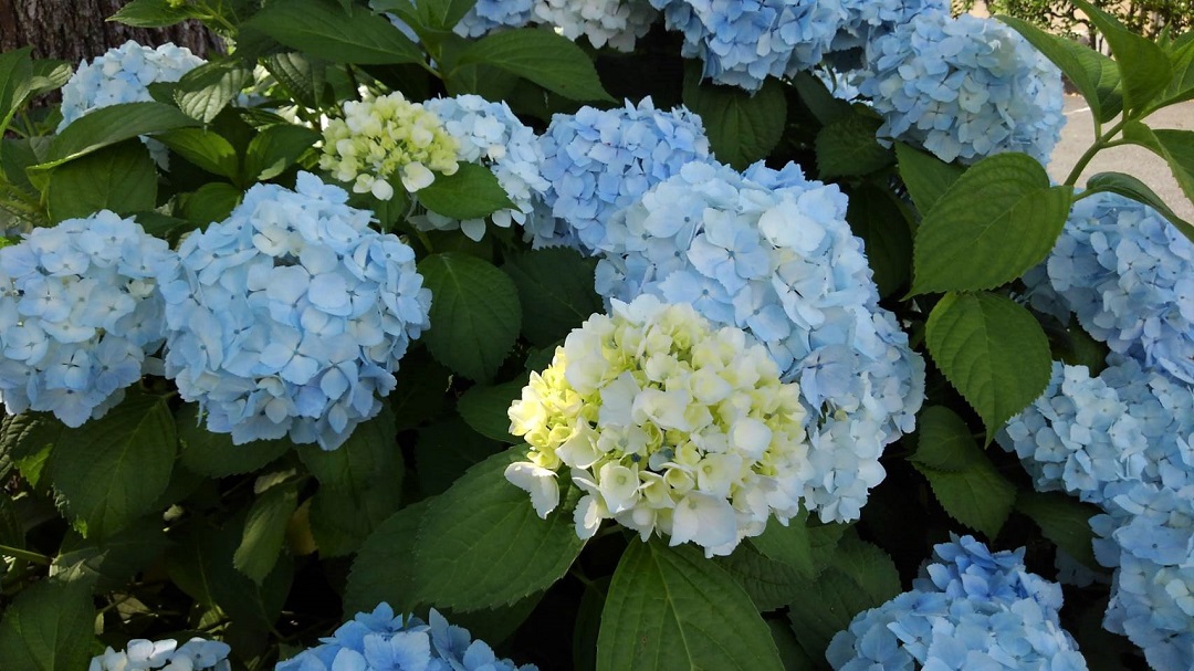 f:id:bibi-kirara:20210607230908j:plain