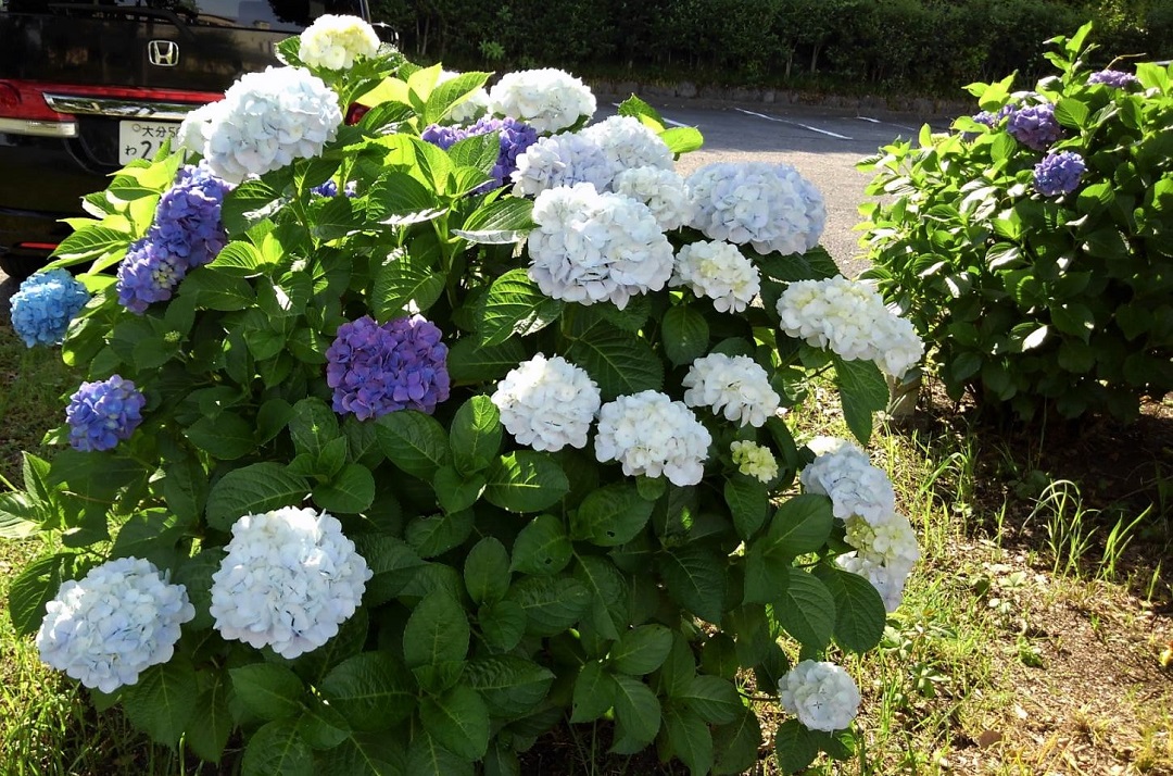 f:id:bibi-kirara:20210607230928j:plain