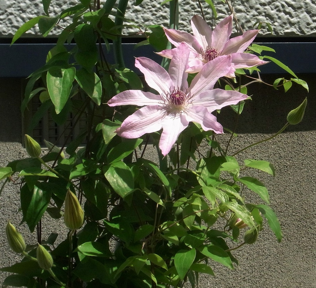 f:id:bibi-kirara:20210609172444j:plain